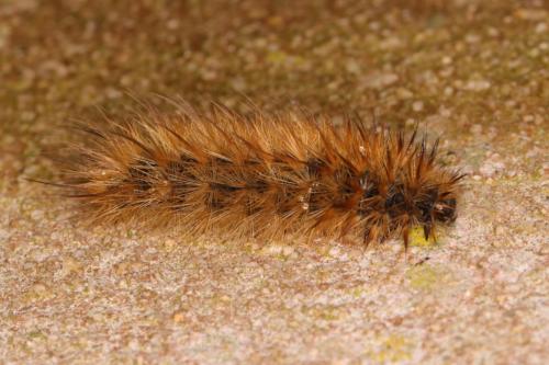 Phragmatobia fuliginosa